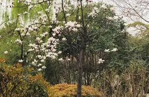 Flying Waterfall Pavilion