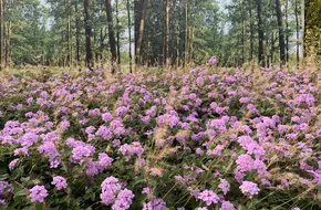 Dasha River Park
