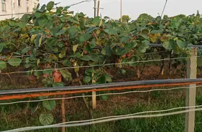 Chong Kiwifruit Orchard