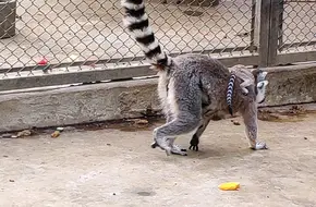 Lemur Island