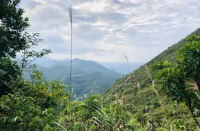 Monkey Cliff