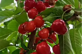 Louzi Shui Ecological Picking Garden