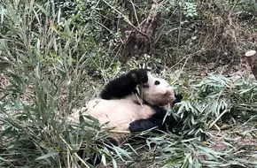 Adult Giant Panda Villa - Area A