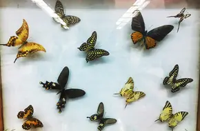Chengdu Butterfly Museum