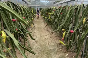 Guifeng Tainong Plantation