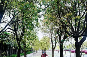 Western Garden