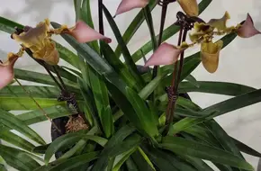 Dream Garden