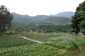 Tai Tong Lychee Garden