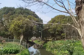 Tai Ri Old Street