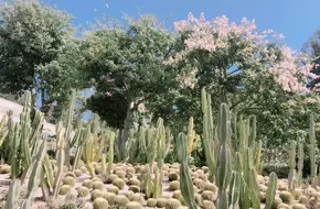 Xiamen Botanical Garden - Succulent Plant Area