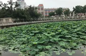 Nanputuo Temple Life-Release Pond