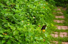 Fengyuan Butterfly Conservation Area
