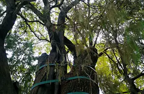 Huai-Cypress Embrace