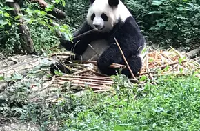 Adult Giant Panda Pavilion