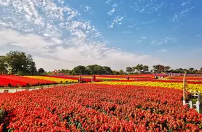 Zhou Pu Flower Sea Ecological Garden