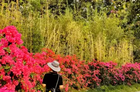 Bougainvillea Valley Park