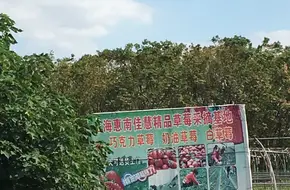 Huinan Premium Strawberry Picking Garden