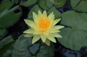 Hundred Flowers Hall