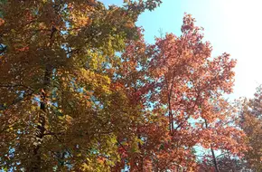 Tai Tong Maple Forest