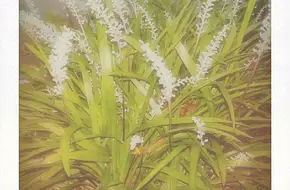 Fragrant Land Gallery