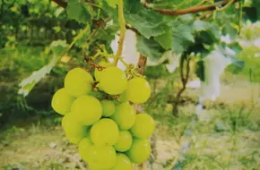 Old Ma Vineyard