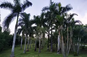 Julong Mountain Park