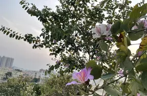 Pingdi Park