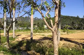 Pengcheng Beautiful Countryside