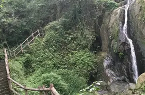 Chongqing Nanshan Botanical Garden-Great Golden Eagle