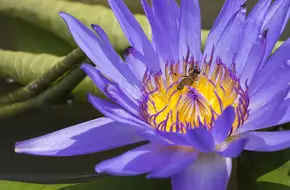 Chongming Lotus Expo Park