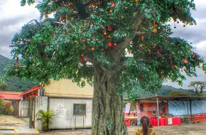 Lam Tsuen Wishing Tree