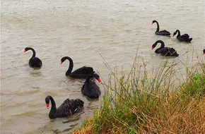 Chongming Dongtan National Nature Reserve