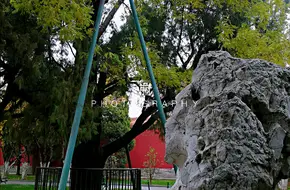 Huai-Cypress Embrace