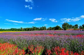 Purple Valley Eden