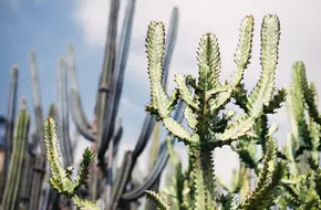 Xiamen Botanical Garden - Succulent Plant Area