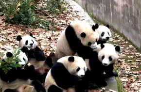 Giant Panda Villa No.2 Station