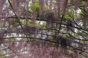 Fragrant Park