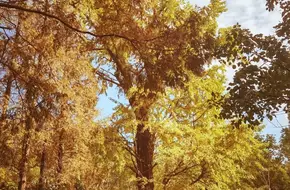 Ginkgo Park