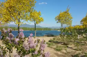 Li Yuan Zhuang Nanshan Cherry Picking Orchard