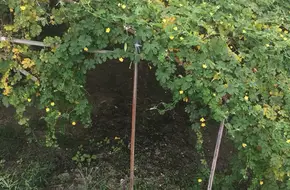 Spring Orchard
