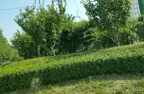 Beijing 12.5 Farm