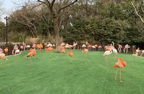 Shanghai Zoo - Flamingo Ecological Area