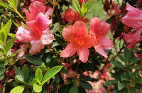 Tuen Mun Coastal Garden