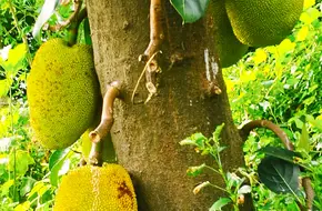 Fruit And Melon Park