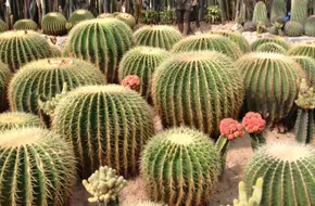 Desert Plant Area