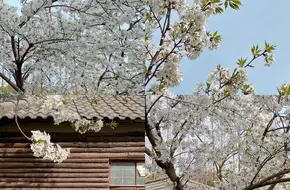 Century Plum Blossom Garden