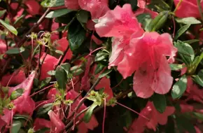 Tuen Mun Coastal Garden