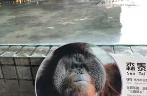 Shanghai Zoo Gorilla Hall
