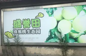 Spring Orchard