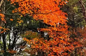 Autumn Forest Evening Love
